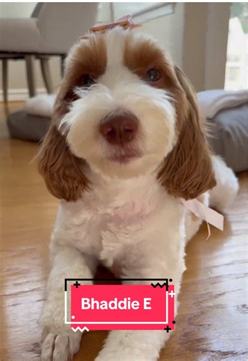 Call me Bhaddie E 💅🏻😌🤎#cutedog #dogtok #nickiminajchallenge #justforfun #funnydog