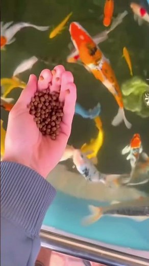 Never Feed Fish With Your Hand! 😳🐟 The Truth No One Tells You