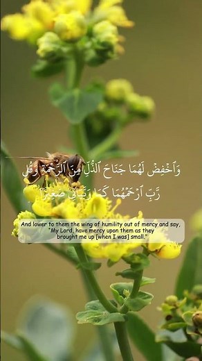 Powerful Morning Dua for Parents | Recite This Every Day for Allah’s Mercy | Quranic Dua