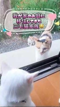 怖いの？ママ猫の後ろに隠れる赤ちゃん猫が可愛いすぎる！ #shorts #保護子猫 #子ネコ #猫のいる暮らし #三毛猫 #兄弟猫 #親子猫 #三毛猫家族