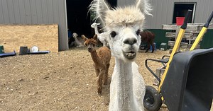 ONE TANK TRIPS: Green Meadows Alpaca Ranch