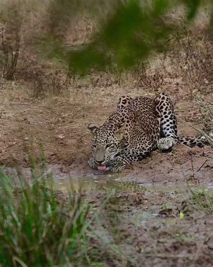 Silent. Powerful. Wild. 🐆 | Sri Lanka Safari 🇱🇰#Shorts #SriLankaSafari #Leopard