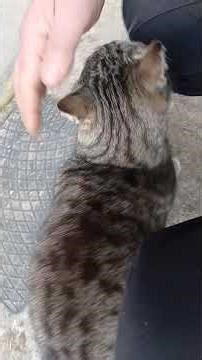 Tigre Where Do You Go