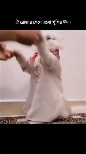 ঈদ মোবারক সবাইকে😍🫶🏻 #caption007 #catfunny #catvideos #funnycatvideos #funny #funnycat #love