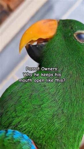 Calling Parrot Owners, Why he keeps his mouth open? | Eclectus Parrot | Michelle Goosen #petparrot