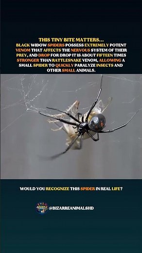 Black Widow Venom Is Extremely Potent #spiders #wildlife