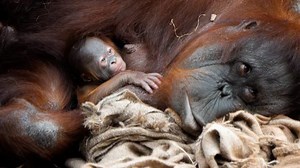 Adorable Newborn Bornean Orangutan Offers New Hope For Endangered Species