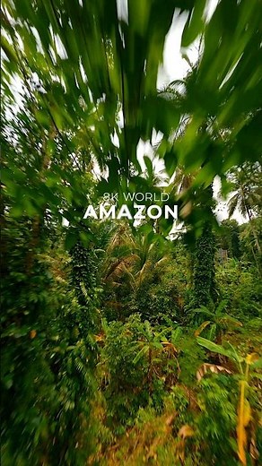 Amazon Rainforest in 4K Ultra HD 🌿 #Shorts #Amazon #Rainforest