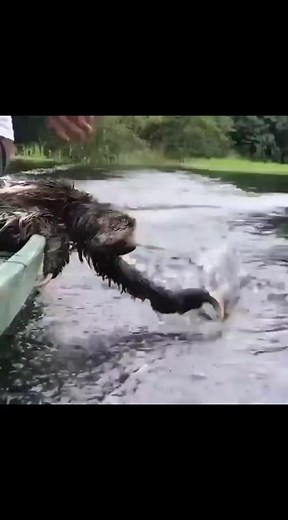 Sloth enjoying the boat ride🖤🤎🖤🤎🖤 | Fan 0F Photograpy