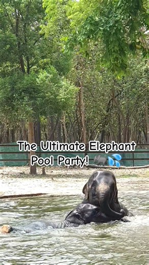 The Ultimate Elephant Pool Party! 🐘💦 #shorts #elephant
