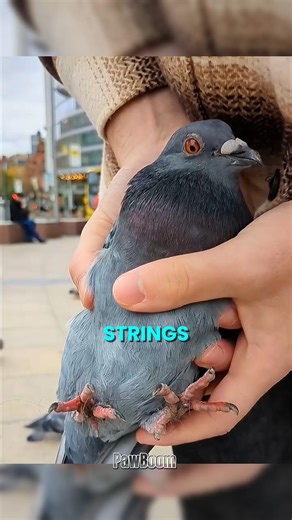 This Man Caught Every Pigeon on the Street You Won’t Believe Why! 🐦😳 #shorts