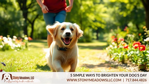 5 Simple Ways to Brighten Your Dog's Day - Stony Meadows, LLC