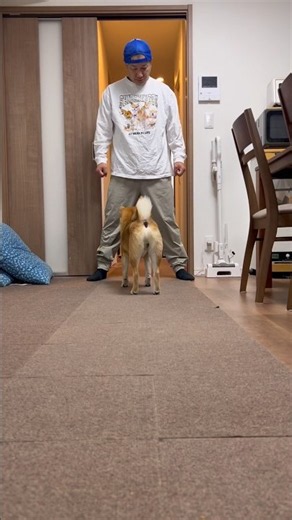 柴犬とん君と流行りの音源で踊ってみた #柴犬 #柴犬とん