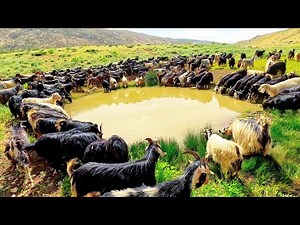 Roaming with Sheep: The Life of a Nomadic Shepherd Boy #IRAN