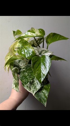 River Plant Co. on Instagram: "Dance your little booty on into River Plant Co for this week's new plants! Beautiful freckles on several very cool philodendrons and alocasias along with the bold colors of wandering dudes and primetime fittonias! Make sure you check out the baby ponytail palms and hoya varieties for an example of great pet safe options! It's the 5th of February! Have you asked your Gal/Pal/Valentine to be yours yet? We have lots of heart shaped leaves, CUTE cards, and adorable gif