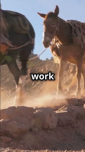 Fun Facts About Mule Strength – Just how powerful are mules?