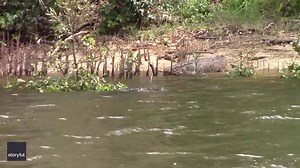 294K views · 602 shares | When crocs attack... other crocs!   A large male crocodile ("Big Nick") attacked a female ("Bruce") that was basking on the banks of the Daintree River in far north Queensland recently. The action was captured by local David White, who speculated Big Nick may have been acting out of jealousy, as Bruce was recently seen with another male named Scarface. Video via storyful | Courier Mail | Facebook