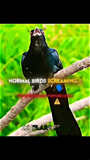 Normal birds screaming...!! ☠️☠️☠️