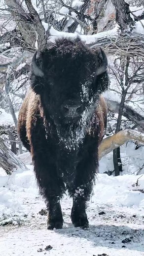 384K views · 10K reactions | Check out this majestic bison breathing steam out of its nose in the snow! ❄️怜 There's somthing so mesmerizing about the way it stands there, stoic and powerful, in the midst of a winter...well, spring wonderland. It's moments like these that remind us of the incredible beauty of nature. #bison #bisonranch #wildlife #winterwonderland #southdakota | 777 Bison Ranch | Facebook