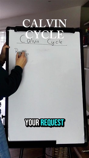 Understanding the Calvin Cycle for A-Level Biology