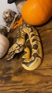 The struggle is real. #ballpython #ballpythons #ballpythonmorphs #royal Python #ballpythonsofinstagram #python #pythons #snake #snakes #snek #reptile #reptiles #reptilesofinstagram #reptilelover #reptilekeeper ~ https://amzn.to/3XlNm1k | Beewo Buff | Facebook