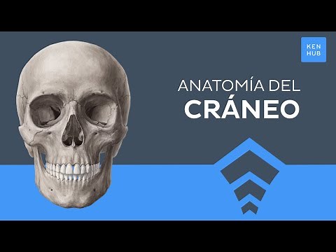 Anatomía del cráneo fácil: Huesos, suturas, agujeros - Anatomía Humana | Kenhub