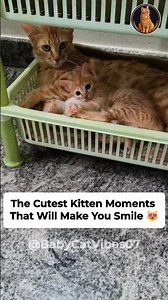 This Tiny Kitten's Happiness Will Melt Your Heart 😻❤️ | BabyCat Vibes