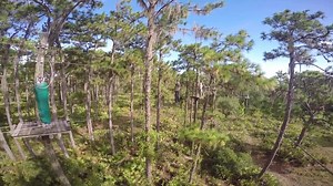 4.7K views · 39 reactions | TreeUmph! Adventure Course on Reels | Facebook