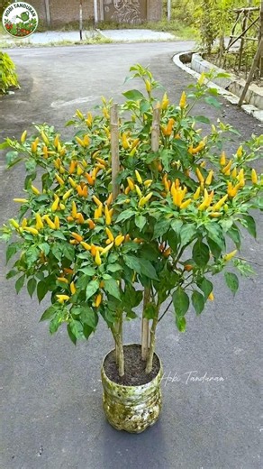 Cara mudah tanam cabai agar berbuah lebat #gardening #garden #gardeningtips #plants #plantcare