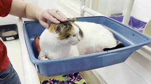 Meet Buttercup! Buttercup is a charming and resilient 2-year-old female calico cat who found herself abandoned and alone in the world. Fortunately, fate led her to our caring hands, and now we have the privilege of finding her a loving forever home. Beyond her physical beauty, Buttercup possesses a heart full of sweetness and a gentle, easygoing nature that is sure to melt your heart. Although Buttercup endured the challenges of being abandoned outside, she hasn't lost her trust in humans. With 