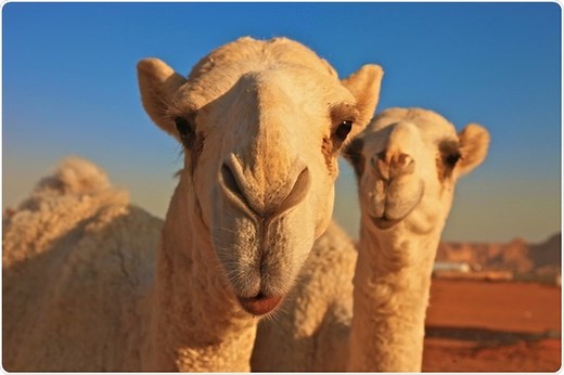 What are Camelid Antibodies?