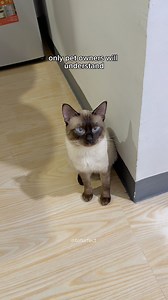 70K views · 3.3K reactions | retrieving my cat's toys for the nth time 沈 #catlife #funnycats #cutecat #siamese #catlife #catlove #catreels #catsofinstagram #catsoffb #catmemes #funny #cats | TOFU | Facebook