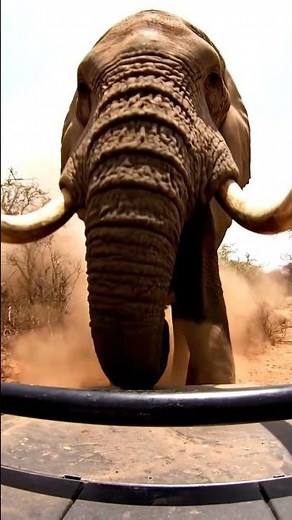 "DON'T MOVE!" - Terrifying Elephant Charge 🐘 #elephant #safari #wildlife #viral