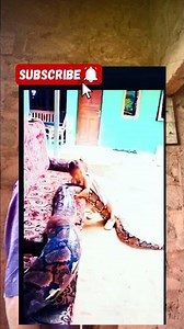 Python Snake Swallows Little Girl Whole