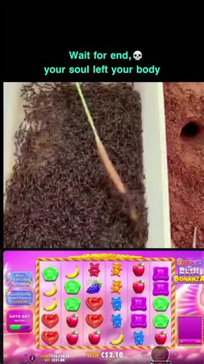 Mysteryreels.io 🇺🇸 on Instagram: "The post by Dian Arifiyati Atmojo features a video demonstrating the problem-solving capabilities of ants, where they collectively work to remove a stick from their nest, showcasing emergent collective intelligence that surpasses individual capabilities, as supported by a study in the Proceedings of the National Academy of Sciences. The video transitions to a surprising and alarming moment where a large centipede emerges from the ant nest, likely triggered by 