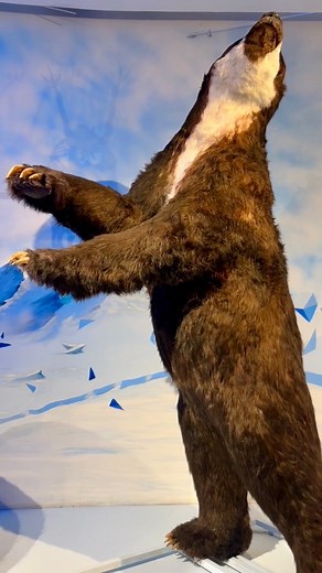 Ni el oso grizzli ni el oso polar.Conoce al verdadero gigante de los osos, el carnívoro terrestre más grande que pisó Norteamérica en la edad de hielo: el oso de cara corta norteamericano. 🐻🐻‍❄️🧸🧊 | MUSEO DEL DESIERTO