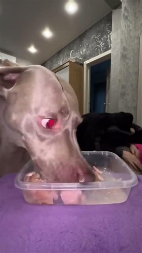 Loyal Dog Test Gone Wrong 😂🐶