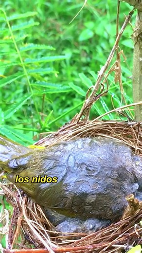 A mother protecting her child during a rainstorm.#animals #Foryou #Friendship #Us #fyp