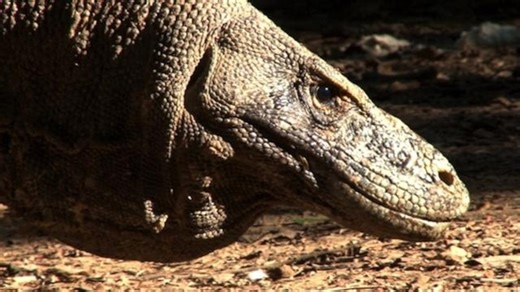 Komodo dragons have iron-coated teeth—never before seen in reptiles