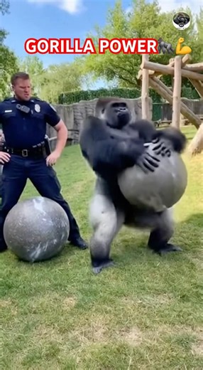 Police Officer Fails Atlas Stone Challenge But Gorilla Lifts It Easily #subscribe #shorts