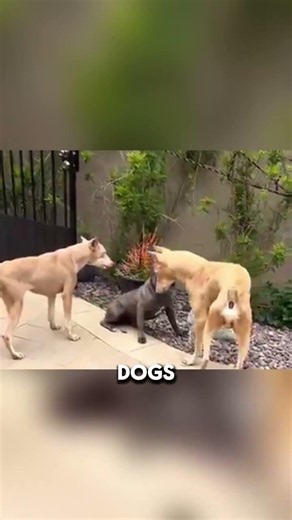Why These Aggressive Dogs Went Silent 😳🐶