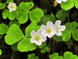 Oxalis acetosella - Alchetron, The Free Social Encyclopedia