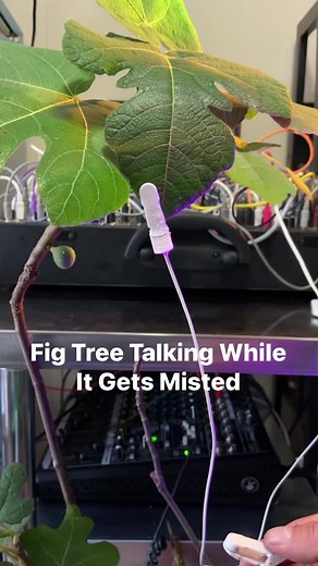 This fig tree is controlling a synthesizer with its bio data. Wait till it gets misted to hear what happens! #plants #figtree #synth | Mycolyco