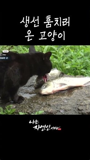 생선 훔치러 온 고양이 #shorts
