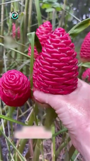 Don’t Touch This Flower Until You Watch This! 🌸⚠️