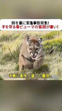 餌を前に緊急事態発生！ 子を守る母ピューマの奮闘が凄い！ #野生動物 #ピューマ #ヒグマ #野生の闘い #親子の絆