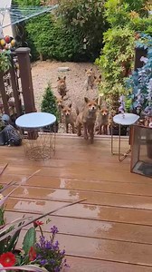 1.5M views · 39K reactions | Scottish lady feeding the foxes, I'd love that first thing in the morning. gbsct Credits to shazza babie Instagram https://www.instagram.com/reel/CtlVQ8qolX6/?igshid=NTc4MTIwNjQ2YQ== | The Heart Of Scotland | Facebook