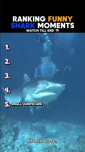Ranking The Funniest Shark Moments Ever 😂🦈 (Wait For #1!)