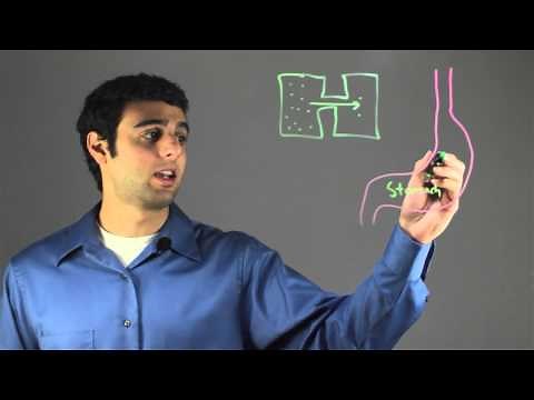 Diffusion & Its Importance for Human Physiology : Biology & DNA