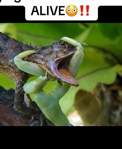 Praying Mantis Eats Lizard Alive in Shocking Encounter